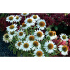 Jeżówka 'Avalanche' Echinacea