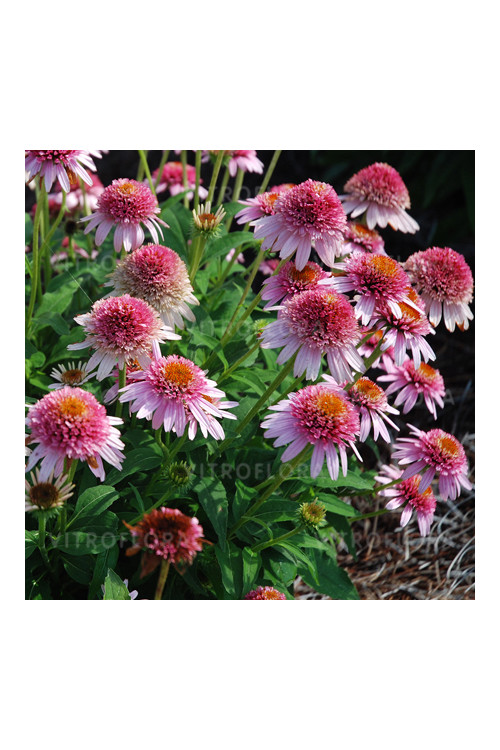 Jeżówka 'Butterfly Kisses' | Echinacea
