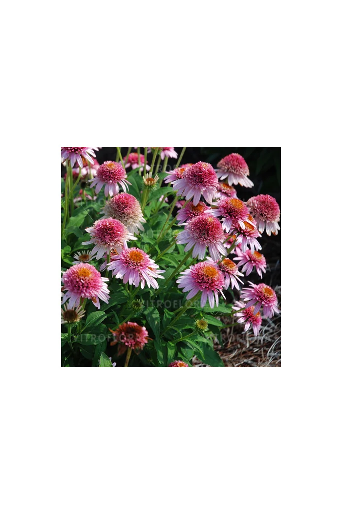 Jeżówka 'Butterfly Kisses' | Echinacea