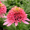 Jeżówka 'Butterfly Kisses' | Echinacea
