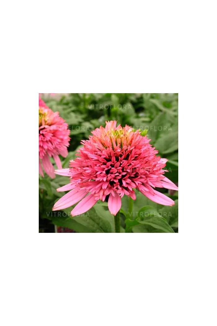 Jeżówka 'Butterfly Kisses' | Echinacea
