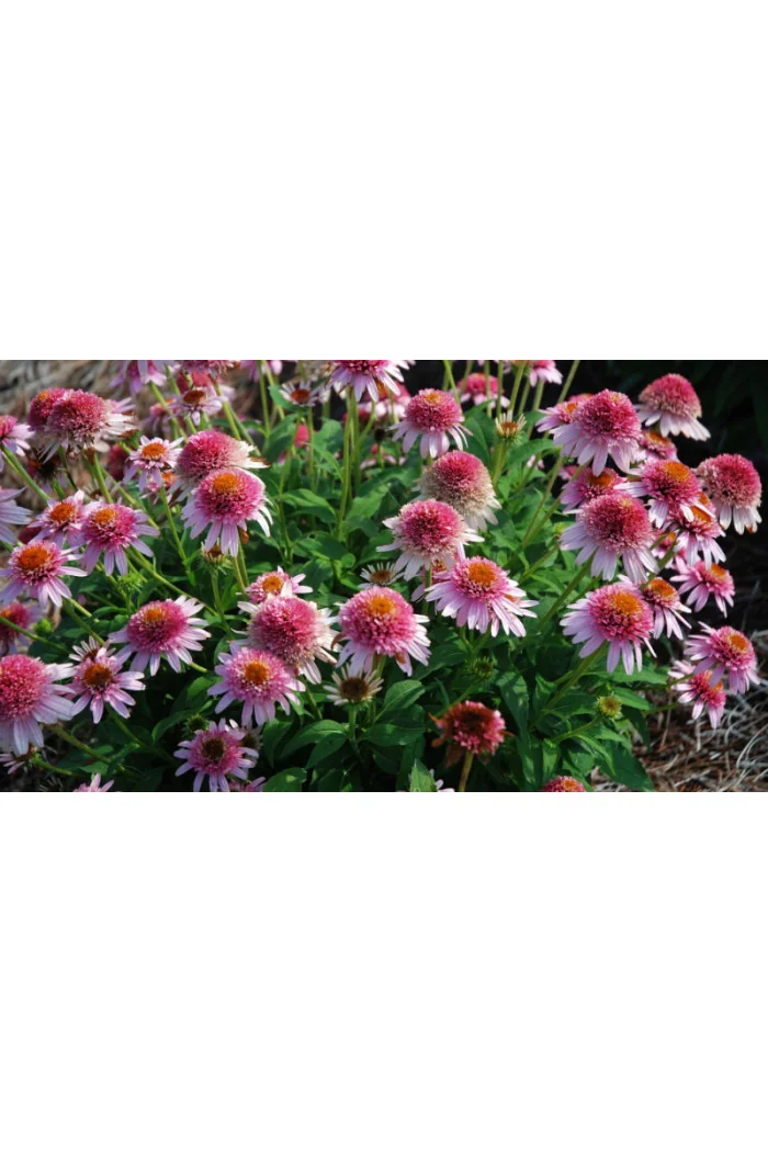 Jeżówka 'Butterfly Kisses' | Echinacea