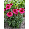 Jeżówka 'Delicious Candy' | Echinacea