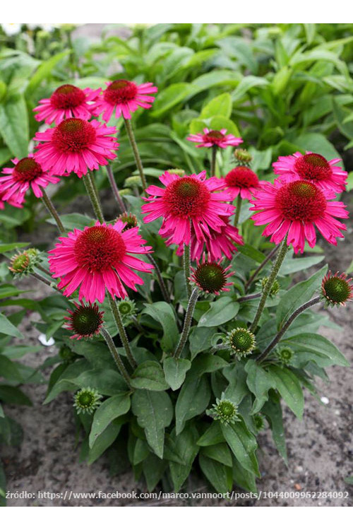 Jeżówka 'Delicious Candy' | Echinacea