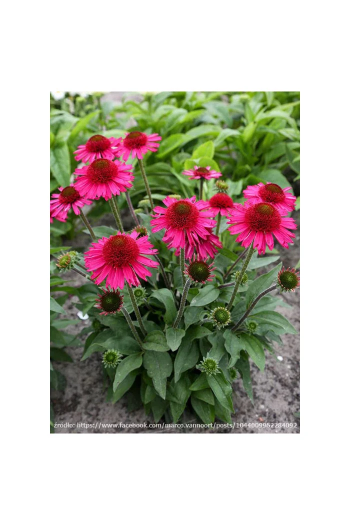 Jeżówka 'Delicious Candy' | Echinacea