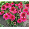 Jeżówka 'Delicious Candy' | Echinacea