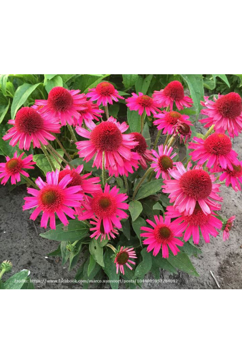 Jeżówka 'Delicious Candy' | Echinacea