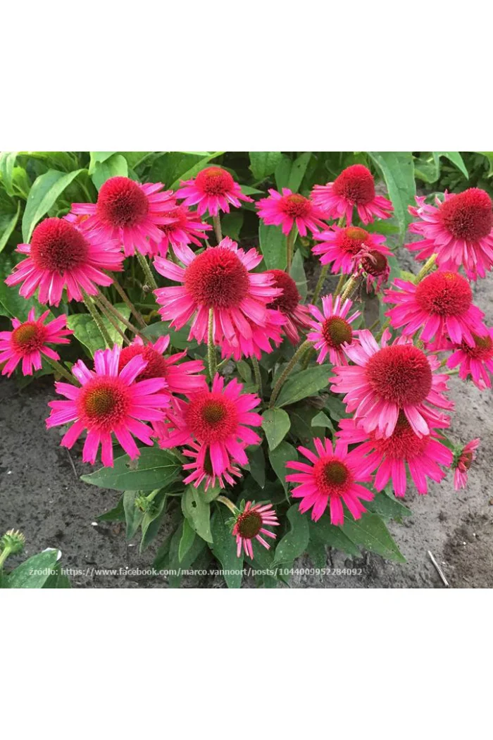 Jeżówka 'Delicious Candy' | Echinacea