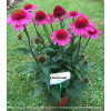 Jeżówka 'Delicious Candy' | Echinacea