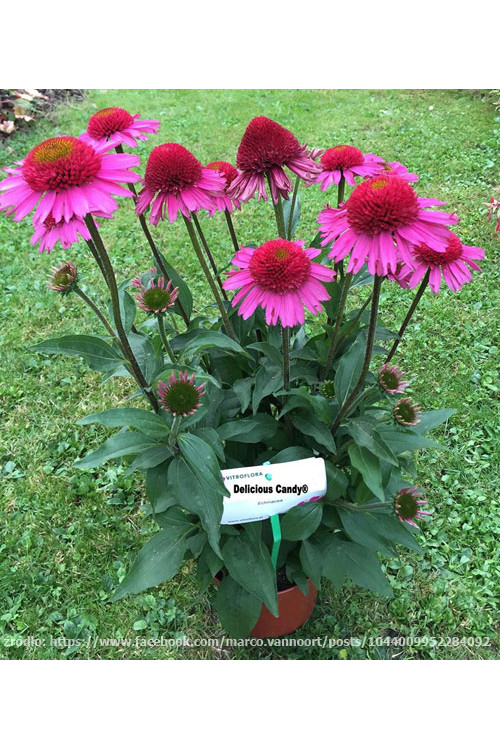 Jeżówka 'Delicious Candy' | Echinacea