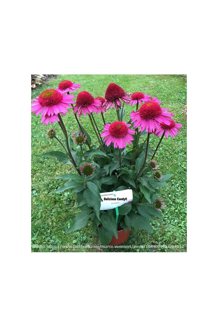 Jeżówka 'Delicious Candy' | Echinacea