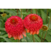 Jeżówka 'Meteor Red' Echinacea