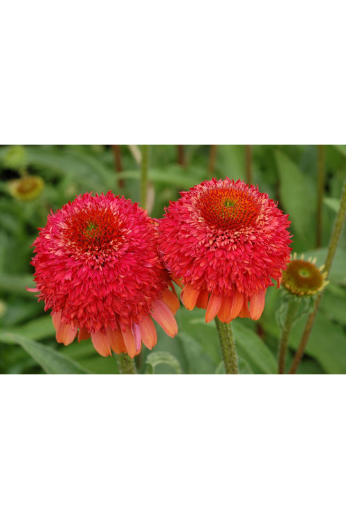 Jeżówka 'Meteor Red' Echinacea