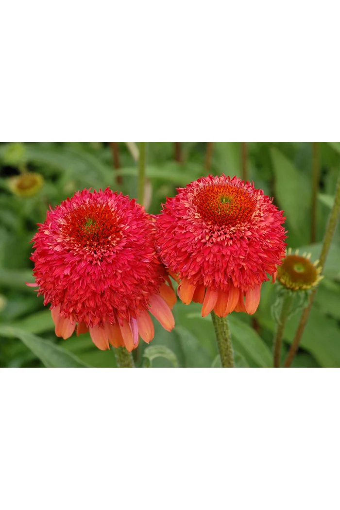 Jeżówka 'Meteor Red' Echinacea