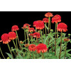 Jeżówka 'Meteor Red' Echinacea