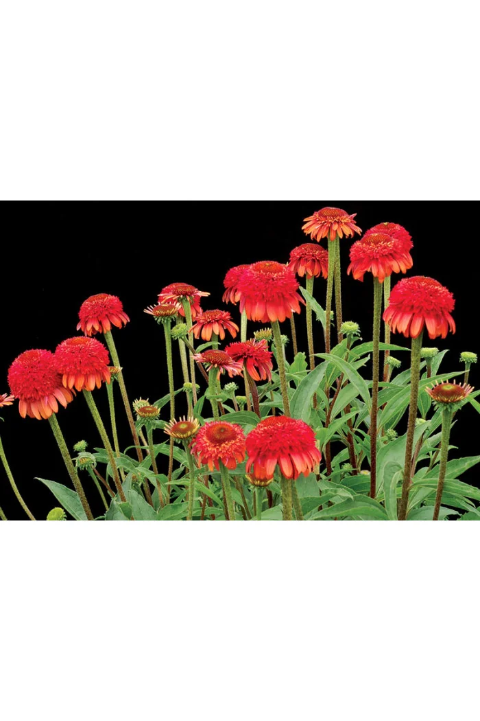 Jeżówka 'Meteor Red' Echinacea