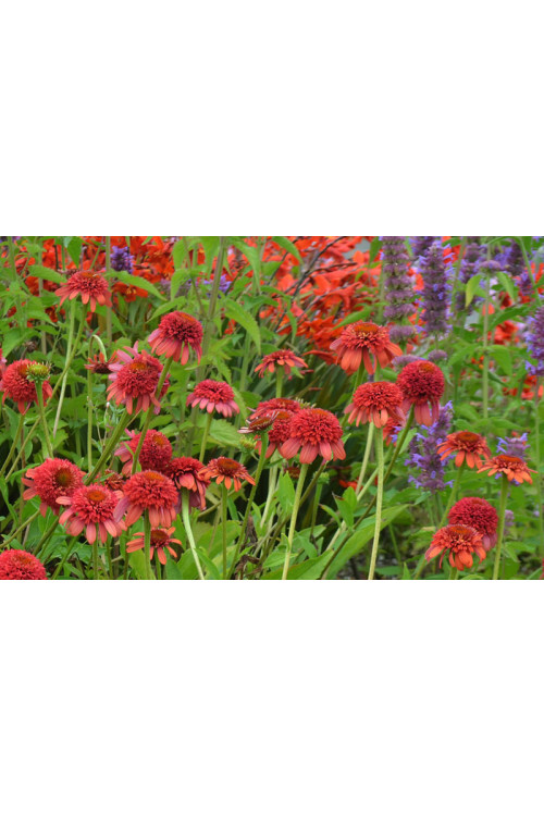 Jeżówka 'Meteor Red' Echinacea