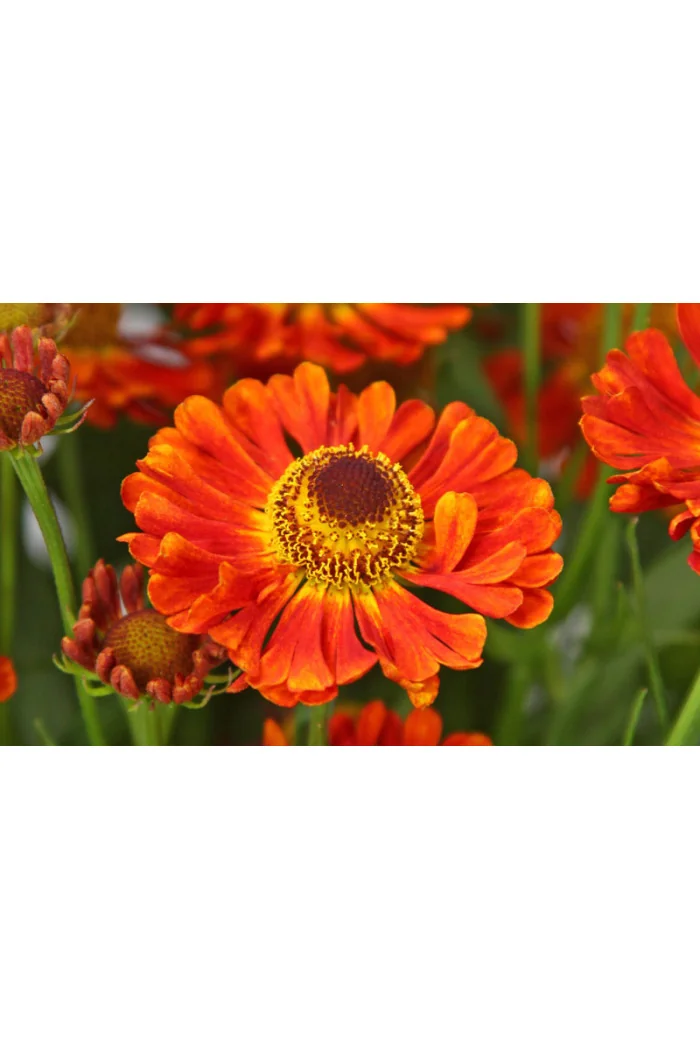 Dzielżan jesienny 'Ranchera' Helenium autumnale