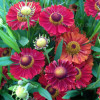 Dzielżan jesienny 'Ranchera' Helenium autumnale