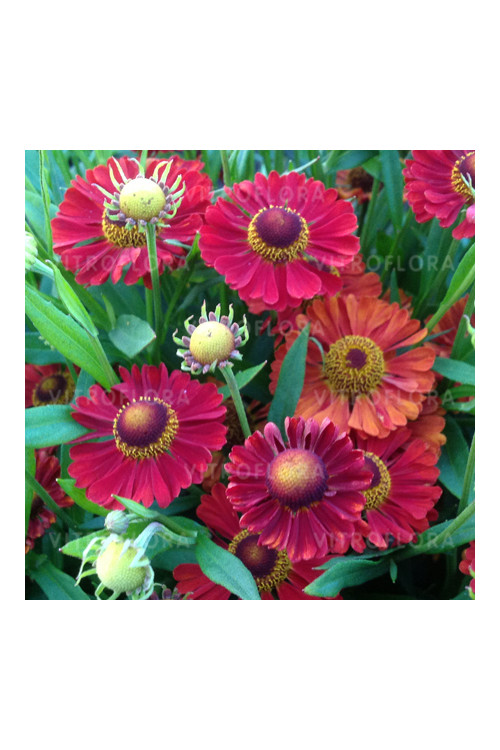 Dzielżan jesienny 'Ranchera' Helenium autumnale