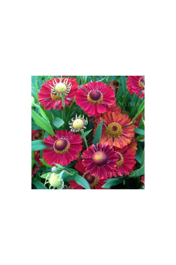 Dzielżan jesienny 'Ranchera' Helenium autumnale