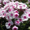 Floks wiechowaty 'Swizzle' Phlox panniculata