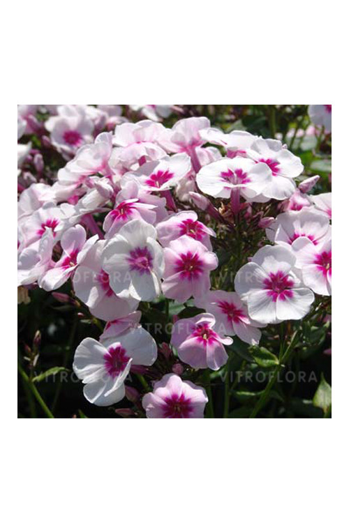 Floks wiechowaty 'Swizzle' Phlox panniculata