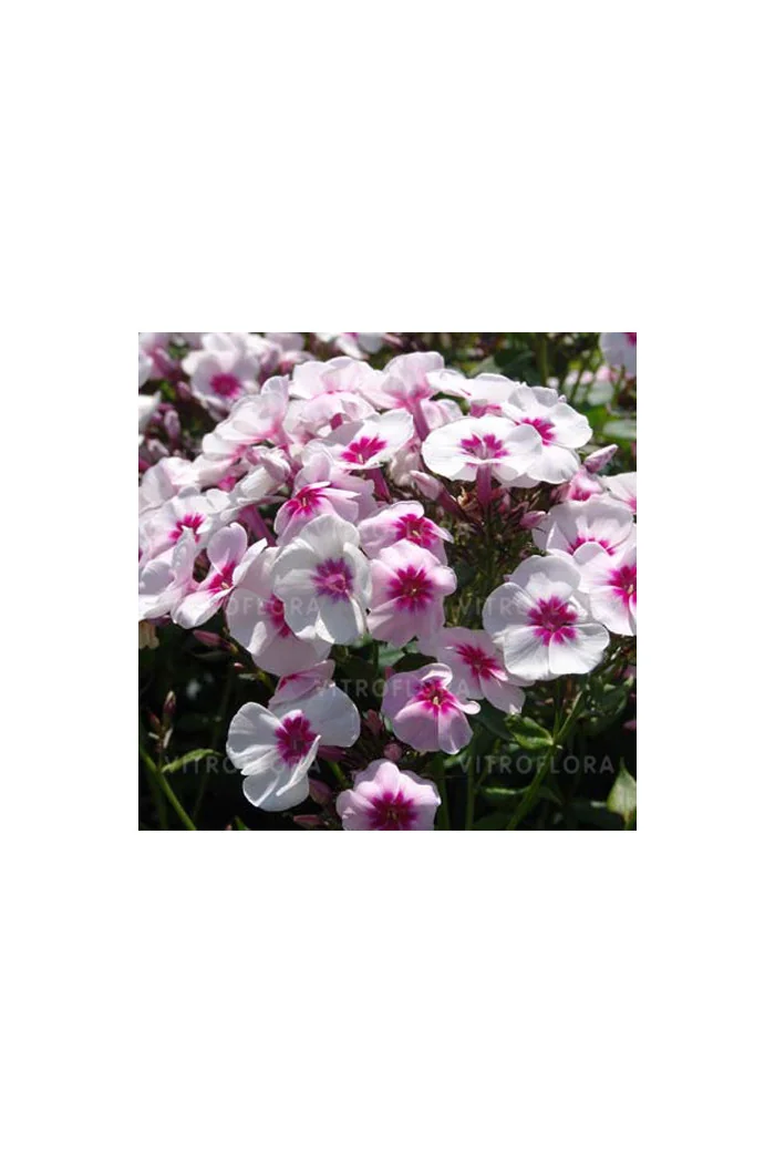 Floks wiechowaty 'Swizzle' Phlox panniculata