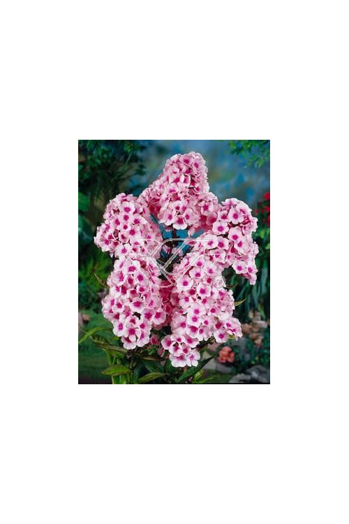 Floks wiechowaty 'Swizzle' Phlox panniculata