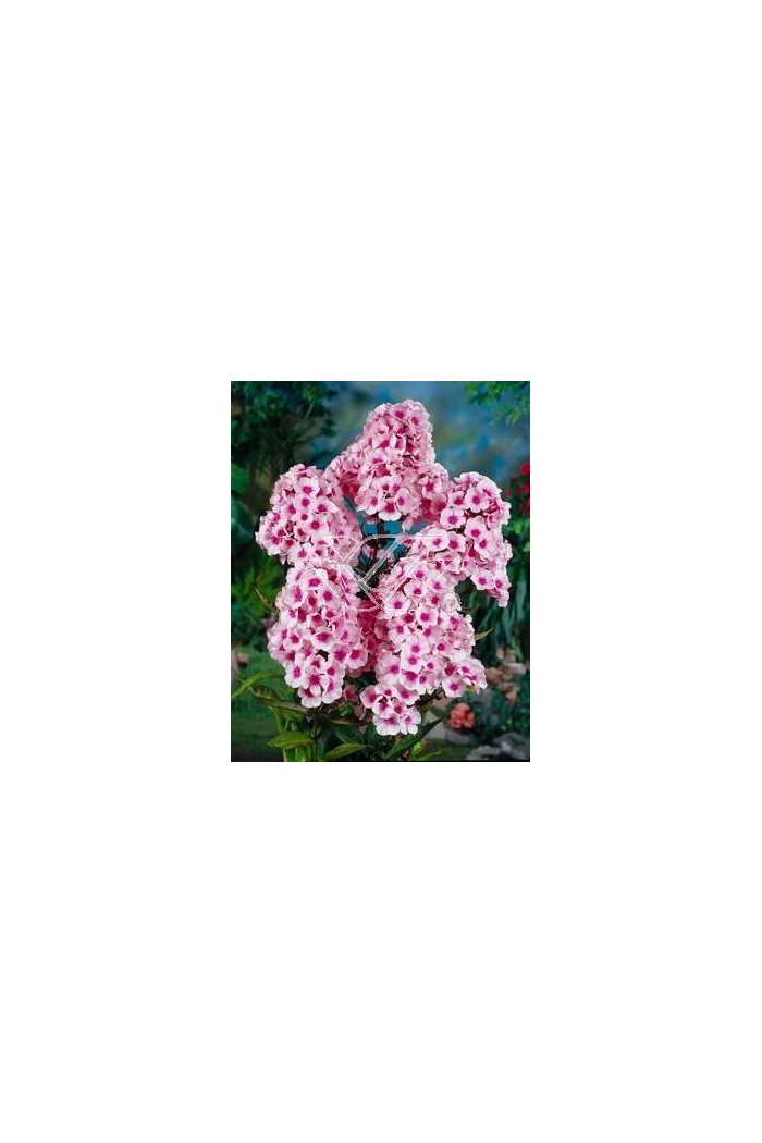 Floks wiechowaty 'Swizzle' Phlox panniculata