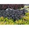 Rozchodnik 'Sunsparkler Dazzleberry' | Sedum