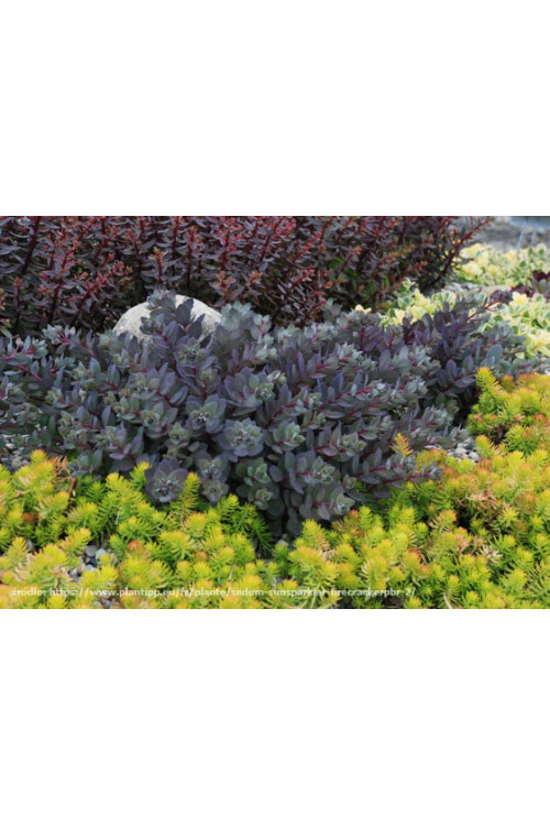 Rozchodnik 'Sunsparkler Dazzleberry' | Sedum