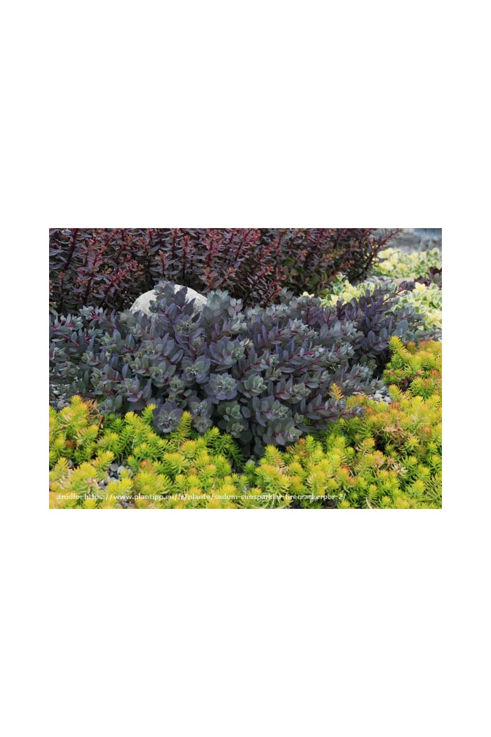 Rozchodnik 'Sunsparkler Dazzleberry' | Sedum