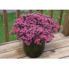 Rozchodnik 'Sunsparkler Dazzleberry' | Sedum