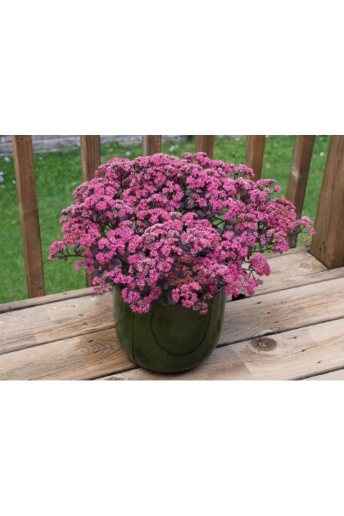 Rozchodnik 'Sunsparkler Dazzleberry' | Sedum