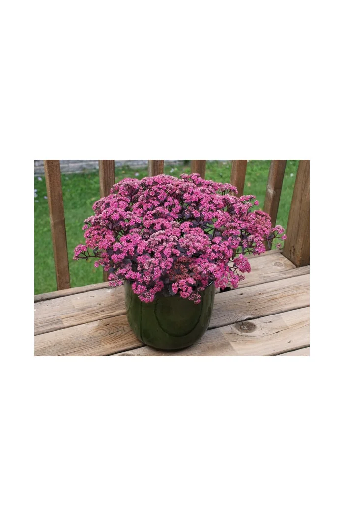Rozchodnik 'Sunsparkler Dazzleberry' | Sedum