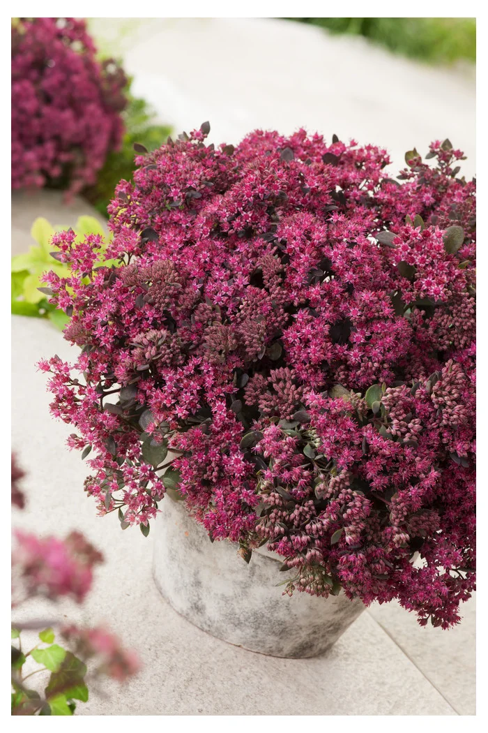 Rozchodnik 'Sunsparkler Dazzleberry' | Sedum