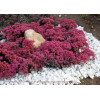 Rozchodnik 'Sunsparkler Dazzleberry' | Sedum