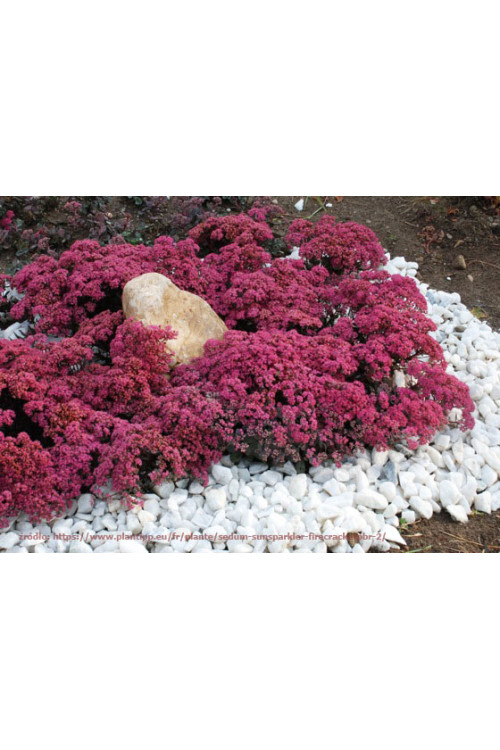 Rozchodnik 'Sunsparkler Dazzleberry' | Sedum
