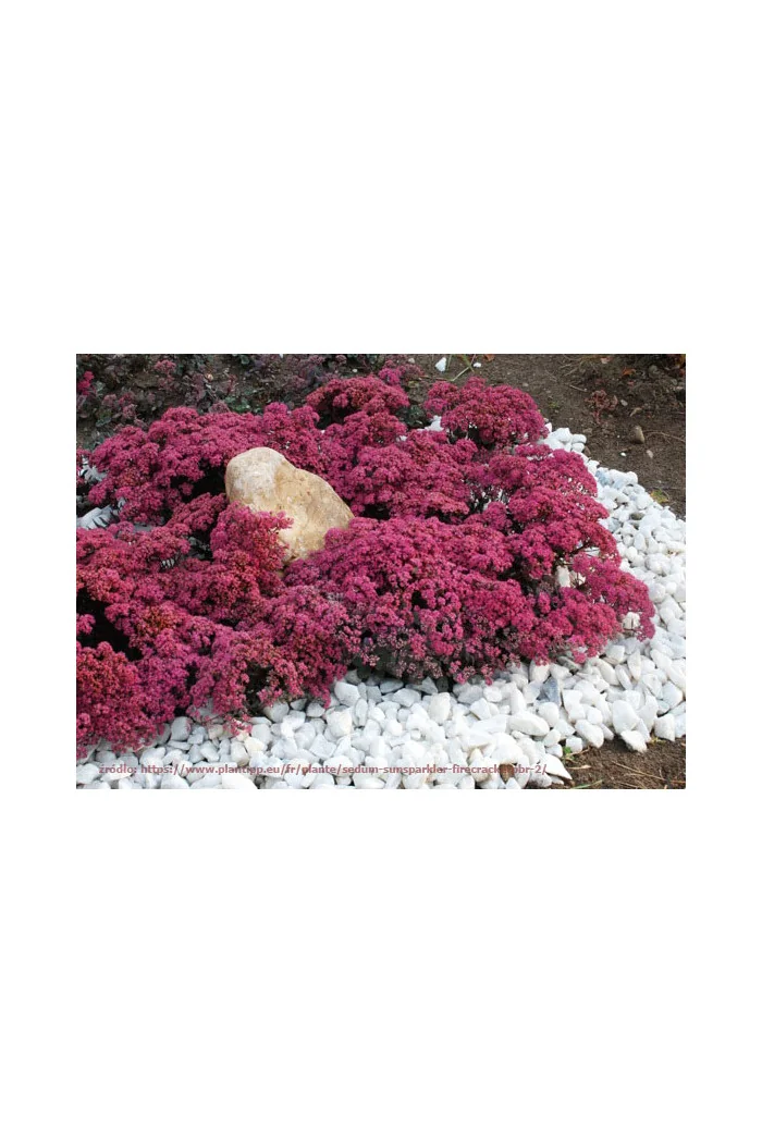 Rozchodnik 'Sunsparkler Dazzleberry' | Sedum