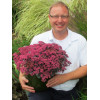 Rozchodnik 'Sunsparkler Dazzleberry' | Sedum