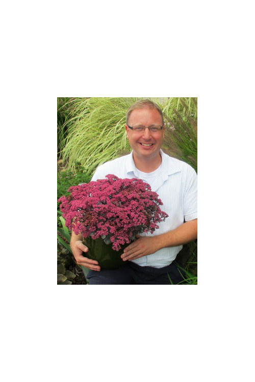 Rozchodnik 'Sunsparkler Dazzleberry' | Sedum