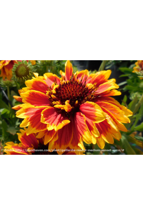 Gailardia 'Sunset Spice' Gailardia