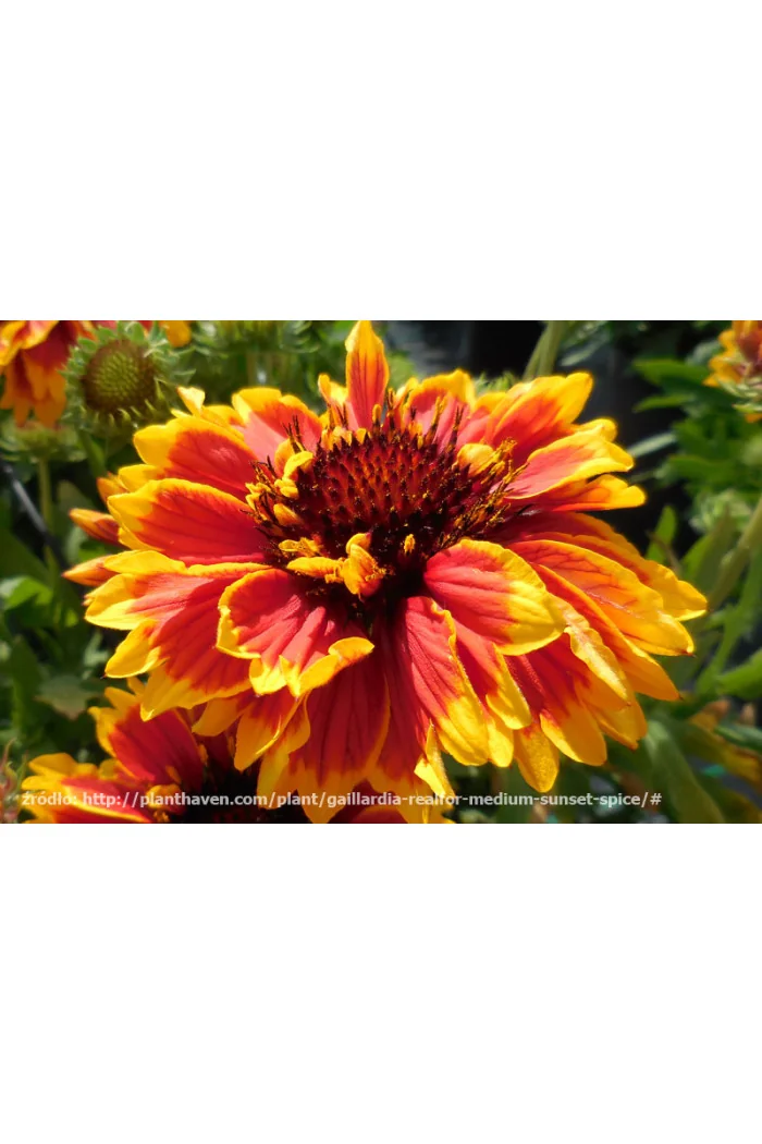 Gailardia 'Sunset Spice' Gailardia