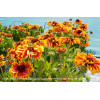 Gailardia 'Sunset Spice' Gailardia