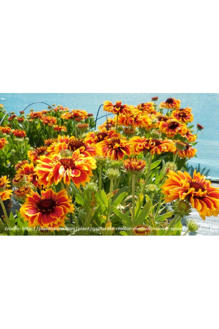 Gailardia 'Sunset Spice' Gailardia