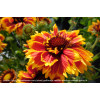 Gailardia 'Sunset Spice' Gailardia