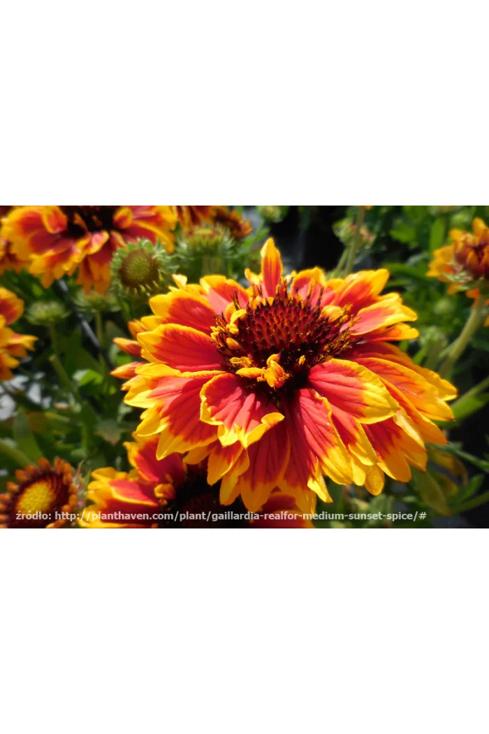 Gailardia 'Sunset Spice' Gailardia