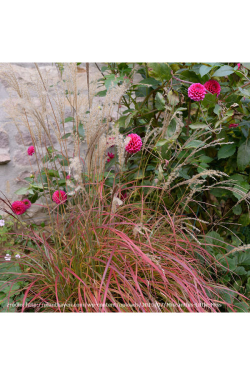 Miskant chiński 'Little Miss' | Miscanthus sinensis