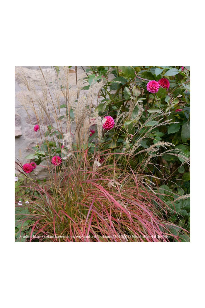 Miskant chiński 'Little Miss' | Miscanthus sinensis